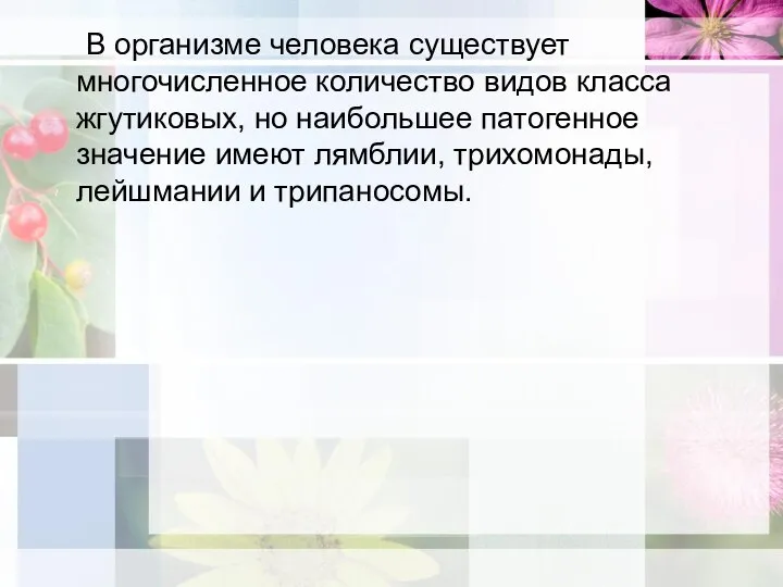 В организме человека существует многочисленное количество видов класса жгутиковых, но наибольшее патогенное