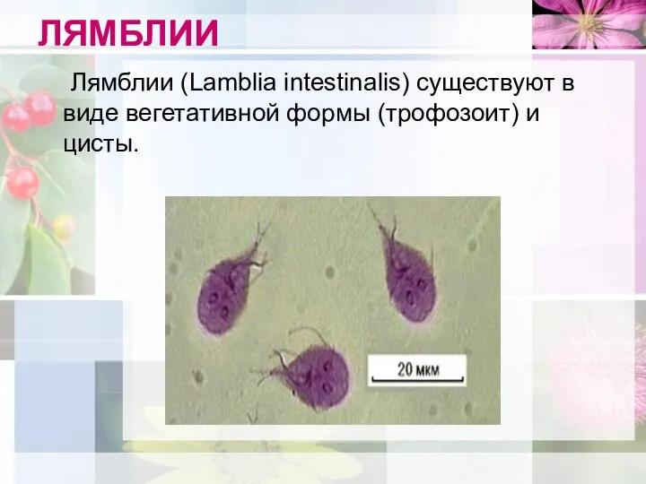 ЛЯМБЛИИ Лямблии (Lamblia intestinalis) существуют в виде вегетативной формы (трофозоит) и цисты.