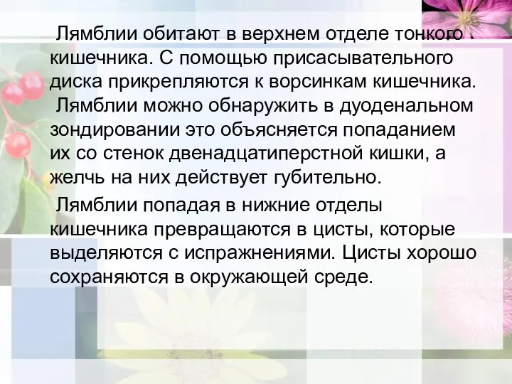 Лямблии обитают в верхнем отделе тонкого кишечника. С помощью присасывательного диска прикрепляются