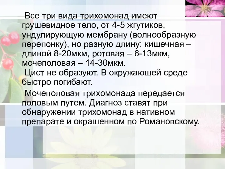 Все три вида трихомонад имеют грушевидное тело, от 4-5 жгутиков, ундулирующую мембрану