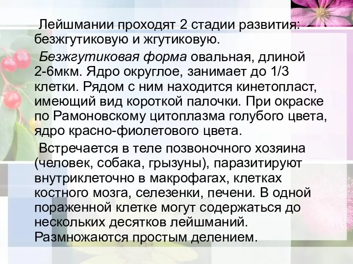 Лейшмании проходят 2 стадии развития: безжгутиковую и жгутиковую. Безжгутиковая форма овальная, длиной