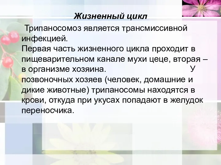 Жизненный цикл Трипаносомоз является трансмиссивной инфекцией. Первая часть жизненного цикла проходит в