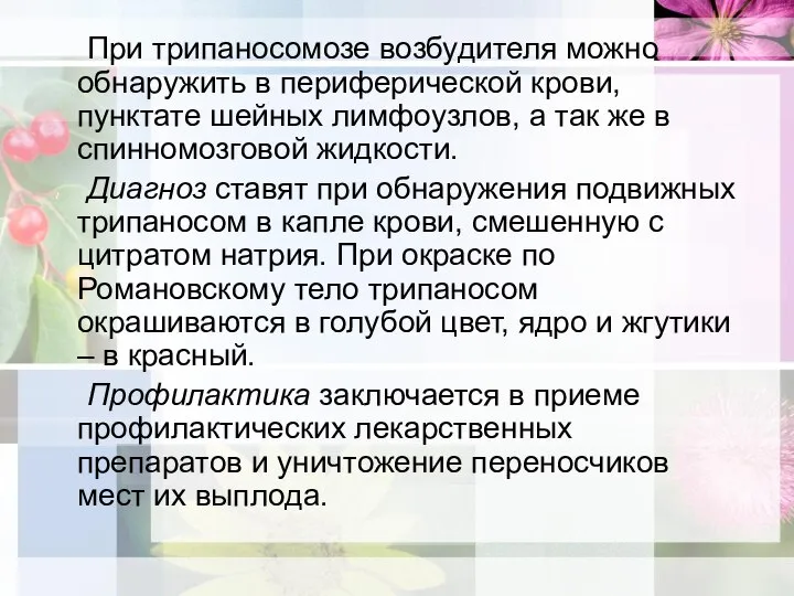 При трипаносомозе возбудителя можно обнаружить в периферической крови, пунктате шейных лимфоузлов, а