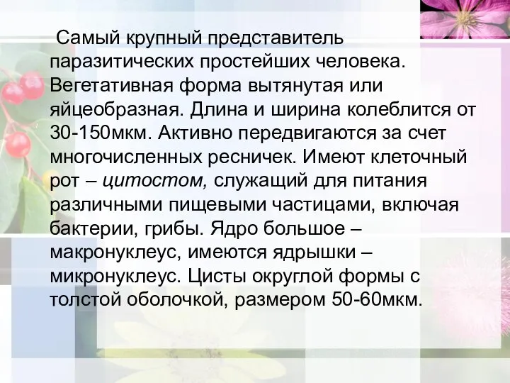 Самый крупный представитель паразитических простейших человека. Вегетативная форма вытянутая или яйцеобразная. Длина