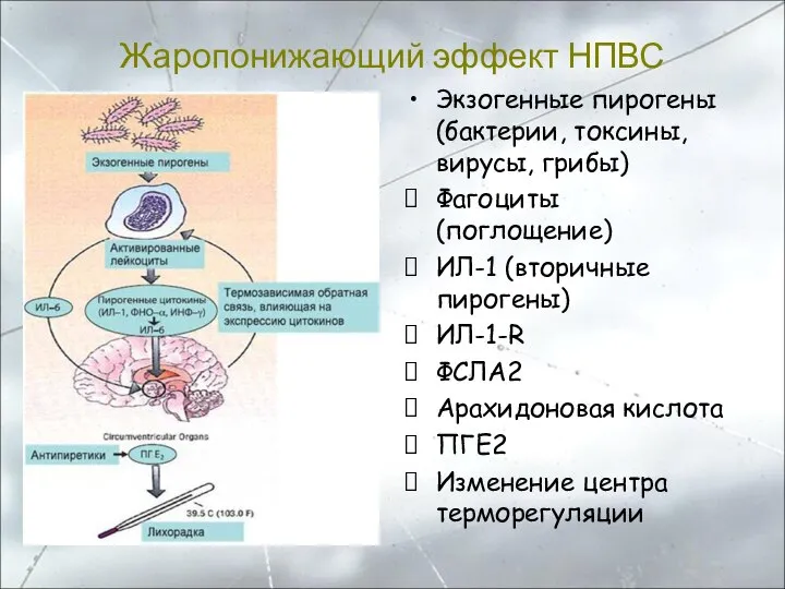 Жаропонижающий эффект НПВС Экзогенные пирогены (бактерии, токсины, вирусы, грибы) Фагоциты (поглощение) ИЛ-1