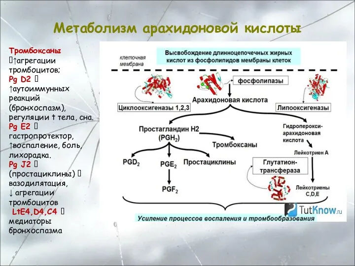 Метаболизм арахидоновой кислоты Тромбоксаны ?↑агрегации тромбоцитов; Pg D2 ? ↑аутоиммунных реакций (бронхоспазм),