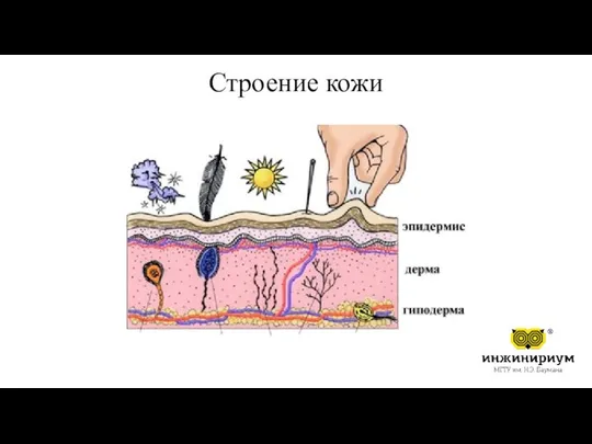 Строение кожи