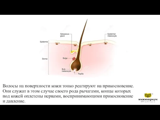 Волосы на поверхности кожи тонко реагируют на прикосновение. Они служат в этом