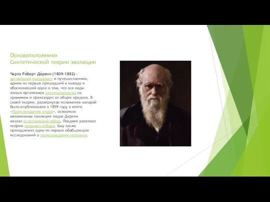 Основоположники Синтетической теории эволюции Чарлз Ро́берт Да́рвин (1809-1882) - английский натуралист и