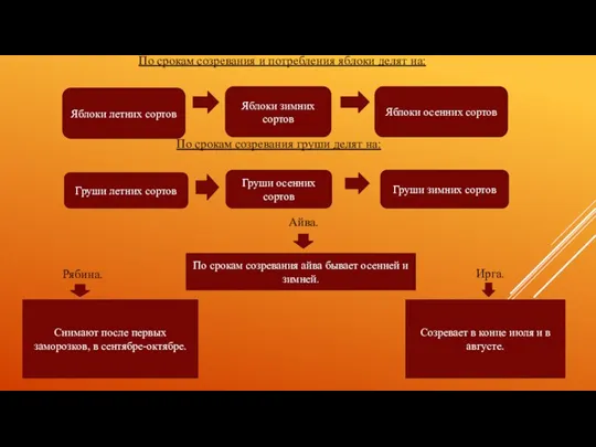По срокам созревания и потребления яблоки делят на: Яблоки летних сортов Яблоки