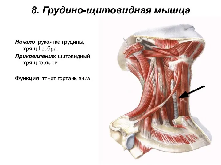 8. Грудино-щитовидная мышца Начало: рукоятка грудины, хрящ I ребра. Прикрепление: щитовидный хрящ