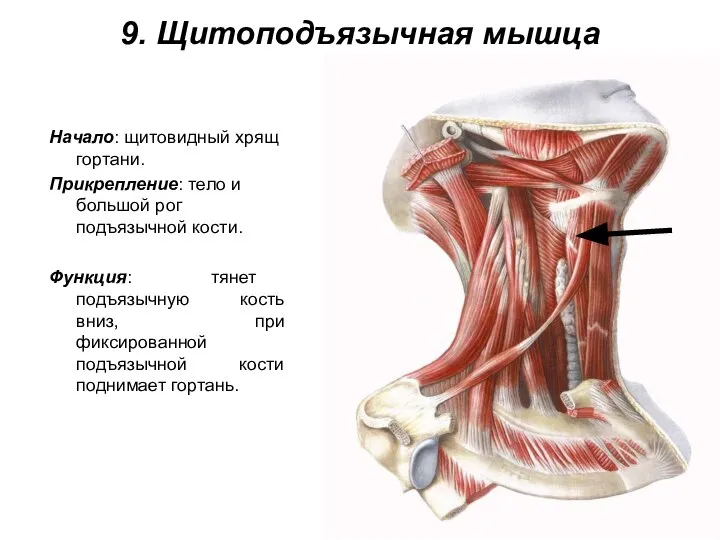 9. Щитоподъязычная мышца Начало: щитовидный хрящ гортани. Прикрепление: тело и большой рог
