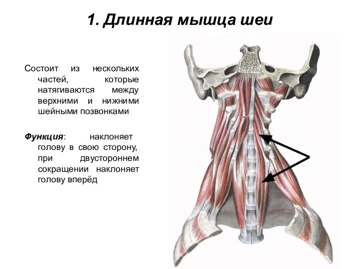 1. Длинная мышца шеи Состоит из нескольких частей, которые натягиваются между верхними