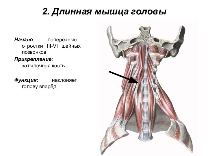 2. Длинная мышца головы Начало: поперечные отростки III-VI шейных позвонков Прикрепление: затылочная