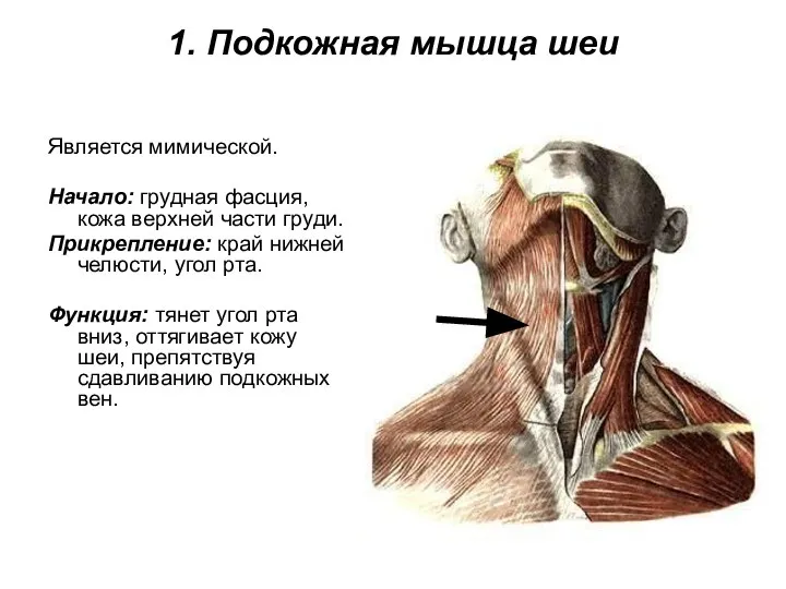 1. Подкожная мышца шеи Является мимической. Начало: грудная фасция, кожа верхней части
