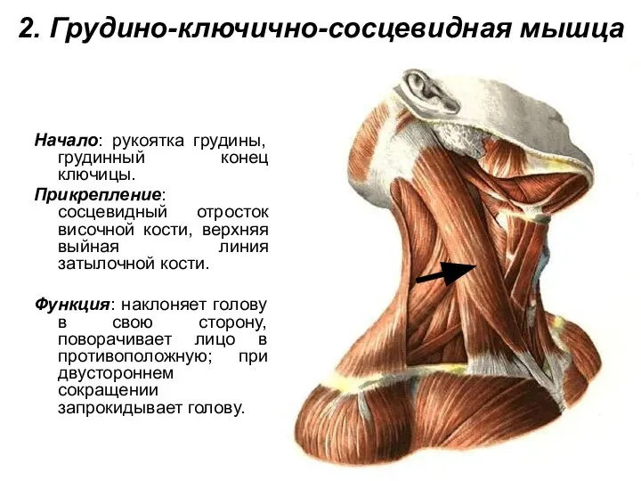 2. Грудино-ключично-сосцевидная мышца Начало: рукоятка грудины, грудинный конец ключицы. Прикрепление: сосцевидный отросток