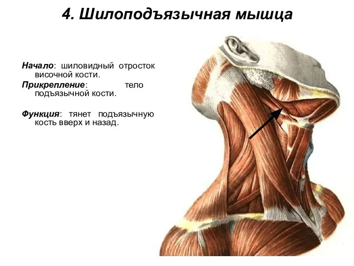 4. Шилоподъязычная мышца Начало: шиловидный отросток височной кости. Прикрепление: тело подъязычной кости.