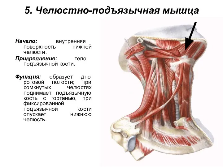 5. Челюстно-подъязычная мышца Начало: внутренняя поверхность нижней челюсти. Прикрепление: тело подъязычной кости.