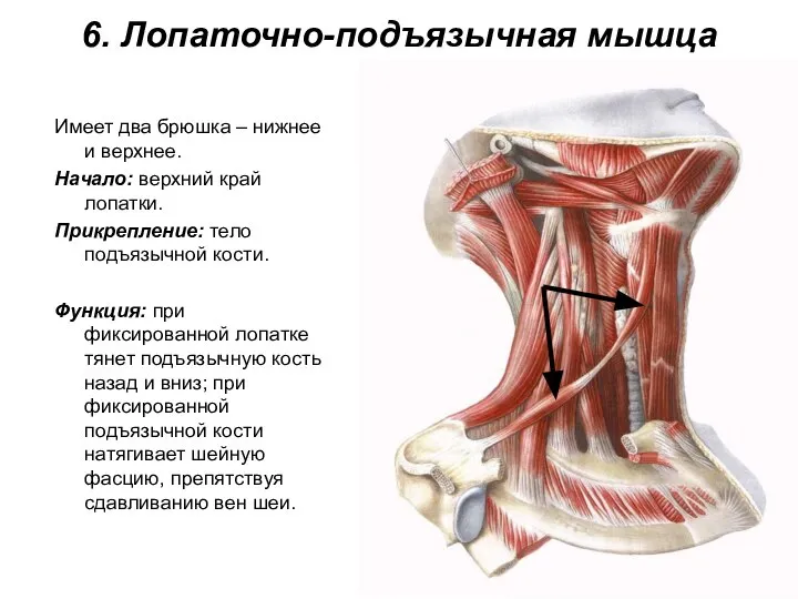 6. Лопаточно-подъязычная мышца Имеет два брюшка – нижнее и верхнее. Начало: верхний