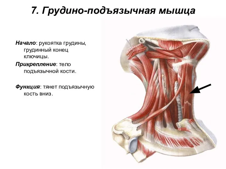 7. Грудино-подъязычная мышца Начало: рукоятка грудины, грудинный конец ключицы. Прикрепление: тело подъязычной