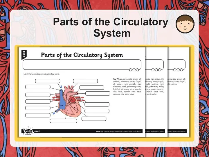 Parts of the Circulatory System