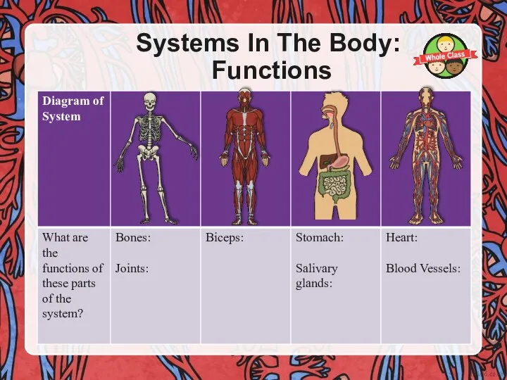 Systems In The Body: Functions