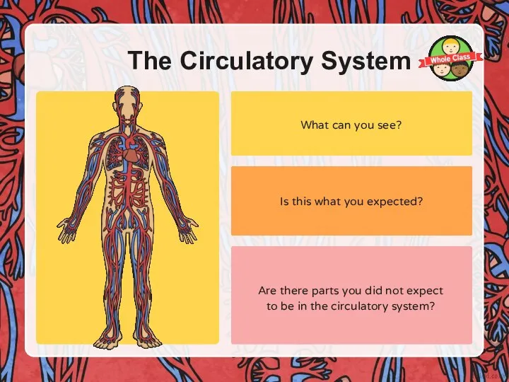 The Circulatory System What can you see? Is this what you expected?