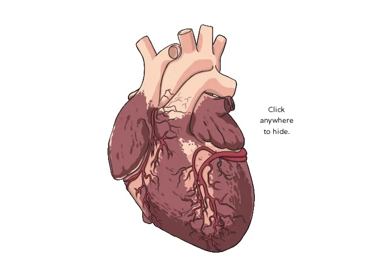 Parts of the Circulatory System: Heart The heart is a powerful organ