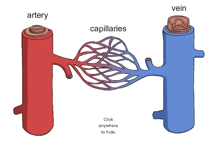 Parts of the Circulatory System: Blood Vessels Blood vessels can be split