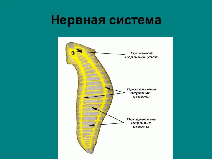 Нервная система