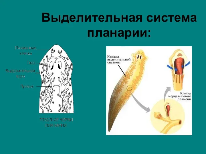 Выделительная система планарии: