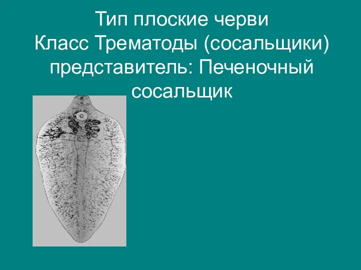 Тип плоские черви Класс Трематоды (сосальщики) представитель: Печеночный сосальщик