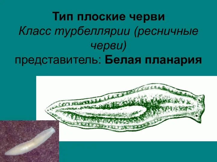 Тип плоские черви Класс турбеллярии (ресничные черви) представитель: Белая планария