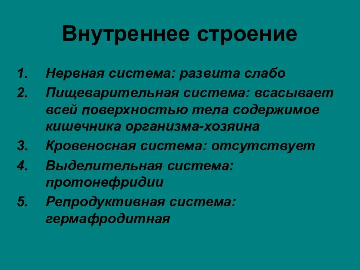 Внутреннее строение Нервная система: развита слабо Пищеварительная система: всасывает всей поверхностью тела