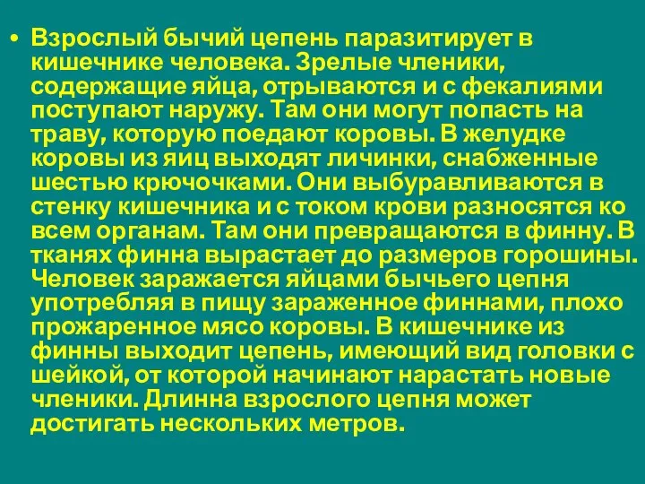 Взрослый бычий цепень паразитирует в кишечнике человека. Зрелые членики, содержащие яйца, отрываются