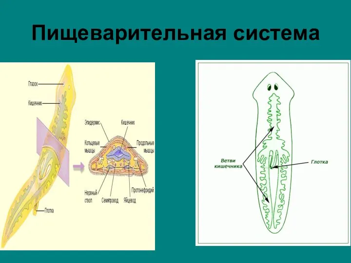 Пищеварительная система