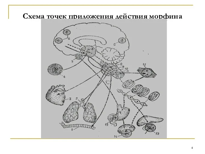 Схема точек приложения действия морфина