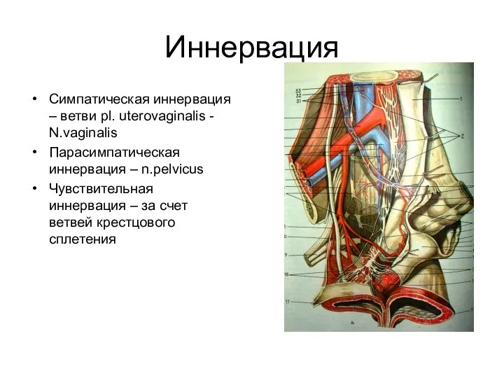 Иннервация Симпатическая иннервация – ветви pl. uterovaginalis - N.vaginalis Парасимпатическая иннервация –