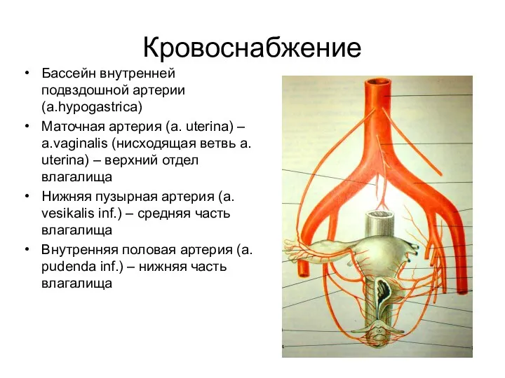 Кровоснабжение Бассейн внутренней подвздошной артерии (a.hypogastrica) Маточная артерия (a. uterina) – a.vaginalis