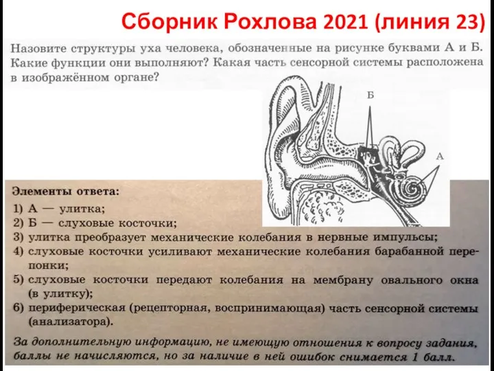 Сборник Рохлова 2021 (линия 23)