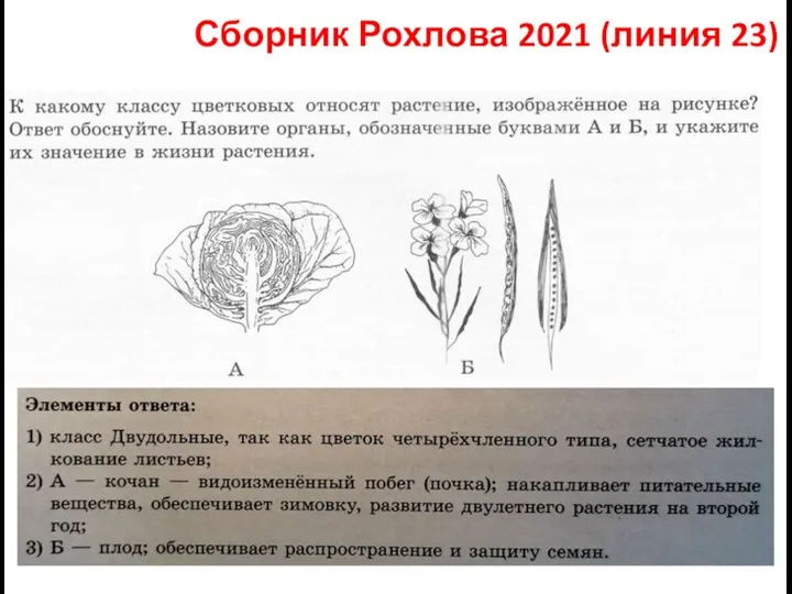 Сборник Рохлова 2021 (линия 23)