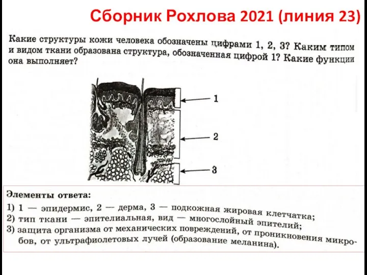 Сборник Рохлова 2021 (линия 23)