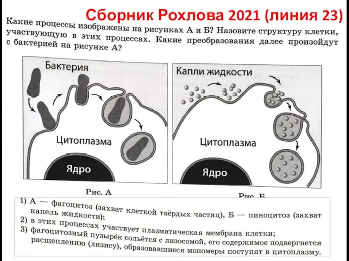 Сборник Рохлова 2021 (линия 23)