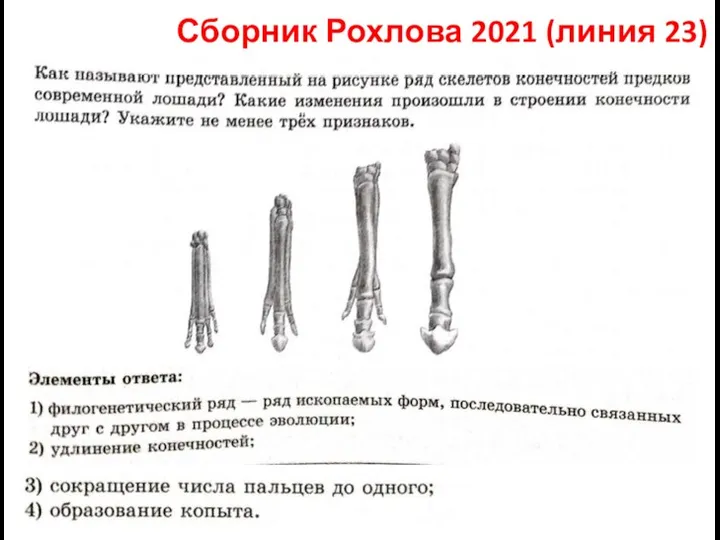 Сборник Рохлова 2021 (линия 23)