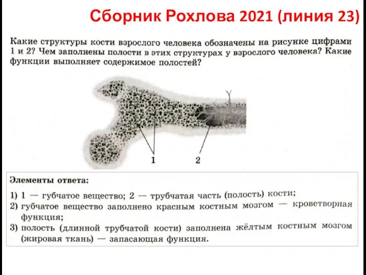 Сборник Рохлова 2021 (линия 23)