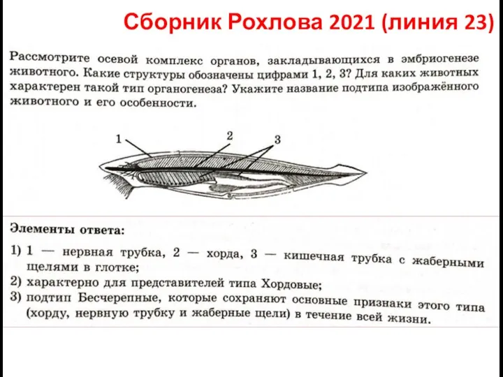 Сборник Рохлова 2021 (линия 23)