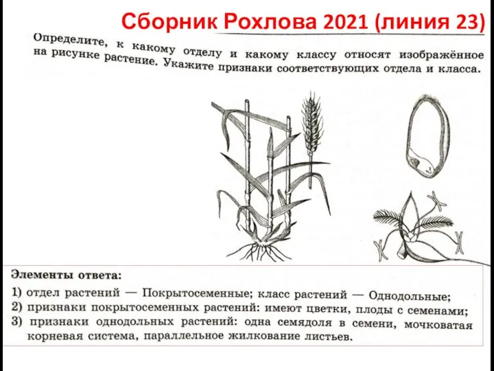 Сборник Рохлова 2021 (линия 23)