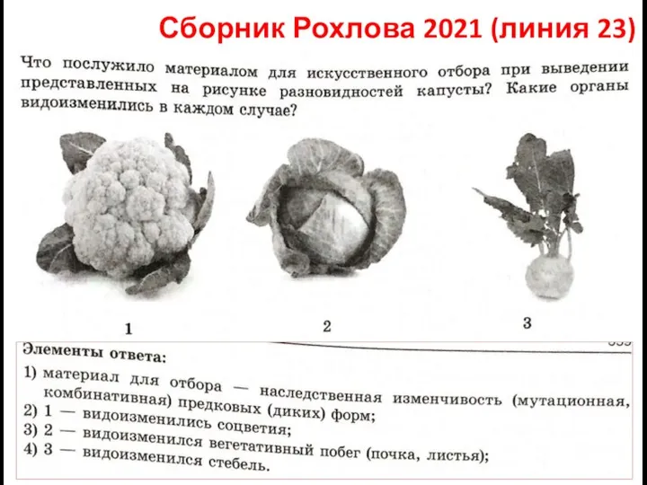 Сборник Рохлова 2021 (линия 23)