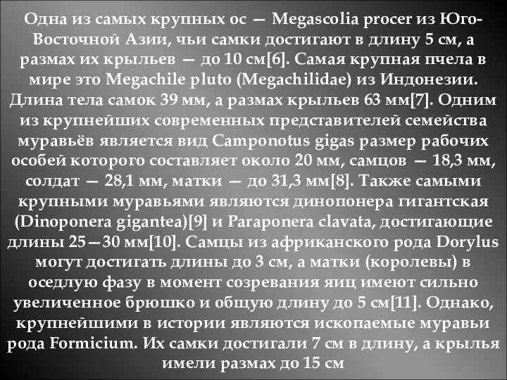 Одна из самых крупных ос — Megascolia procer из Юго-Восточной Азии, чьи