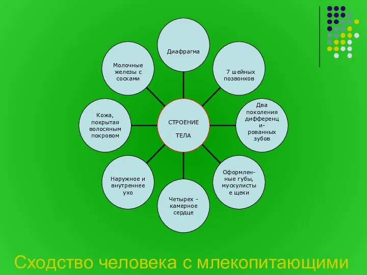 Сходство человека с млекопитающими